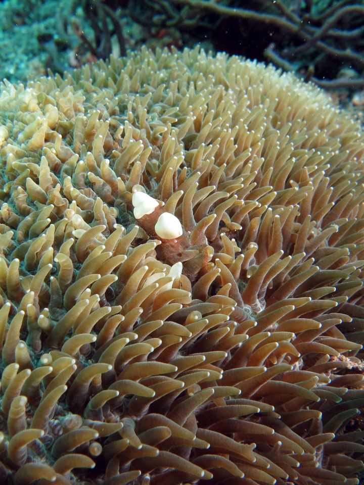 Hamopontonia corallicola, Physogyra lichtensteini