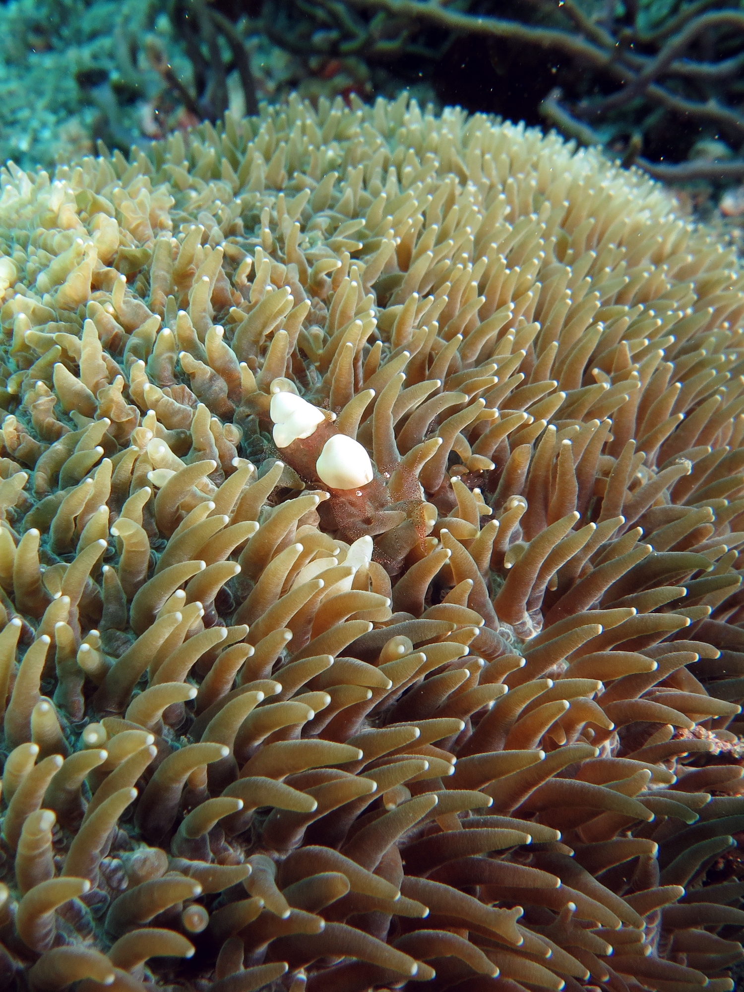 Hamopontonia corallicola, Physogyra lichtensteini