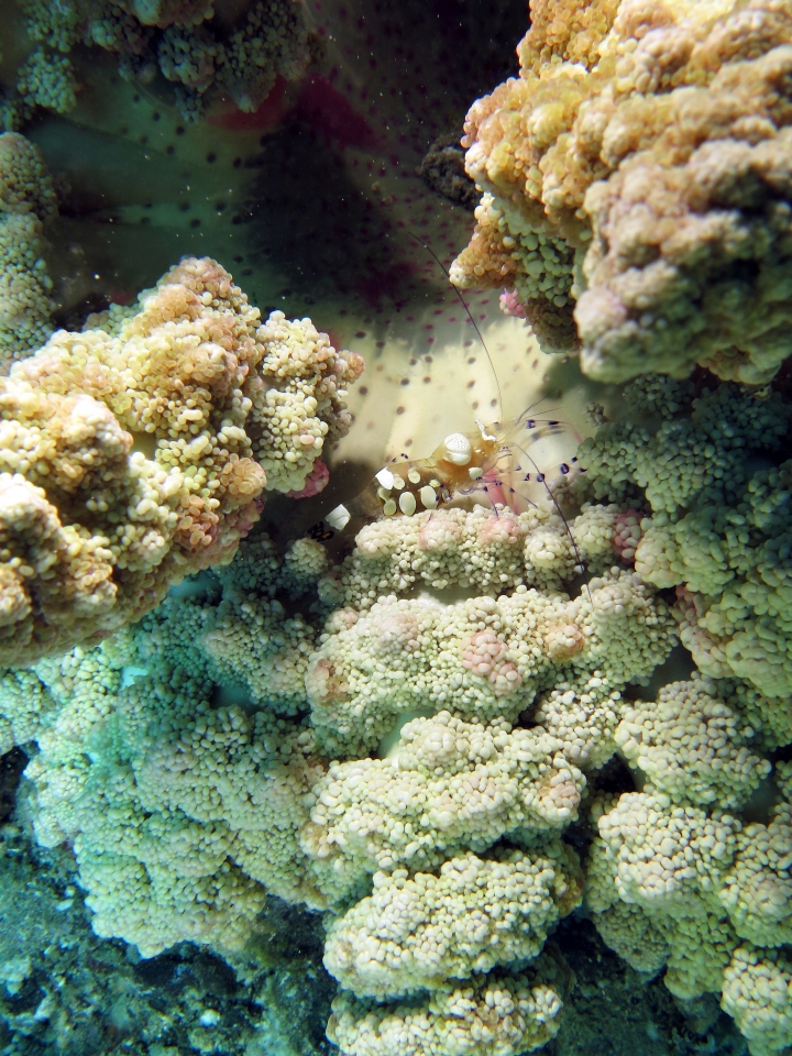 Periclimenes brevicarpalis, Actinodendron glomeratum