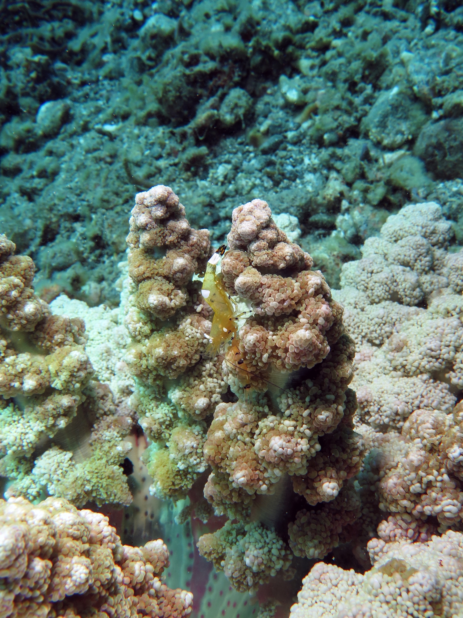 Periclimenes brevicarpalis, Actinodendron glomeratum