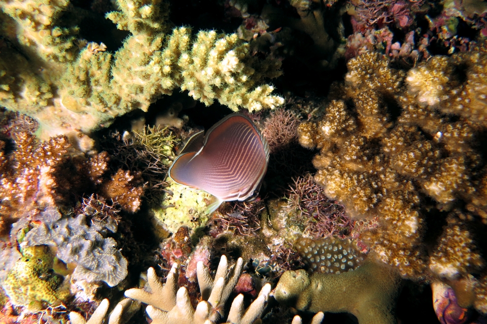 Chaetodon baronessa
