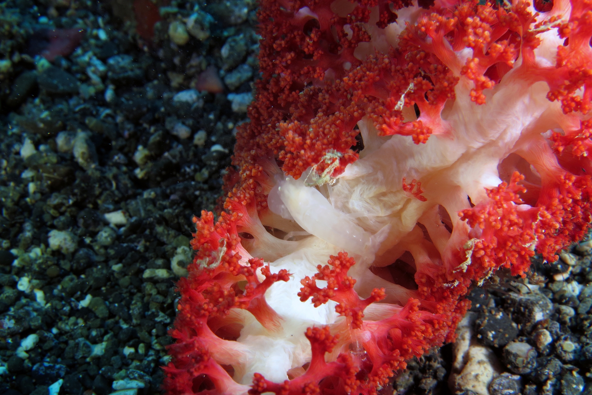 Synalpheus neomeris, Virgularia sp