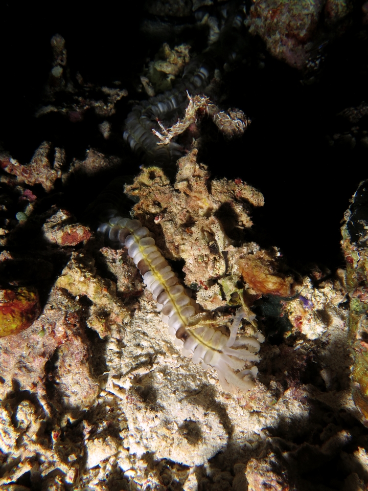 Euapta godeffroyi