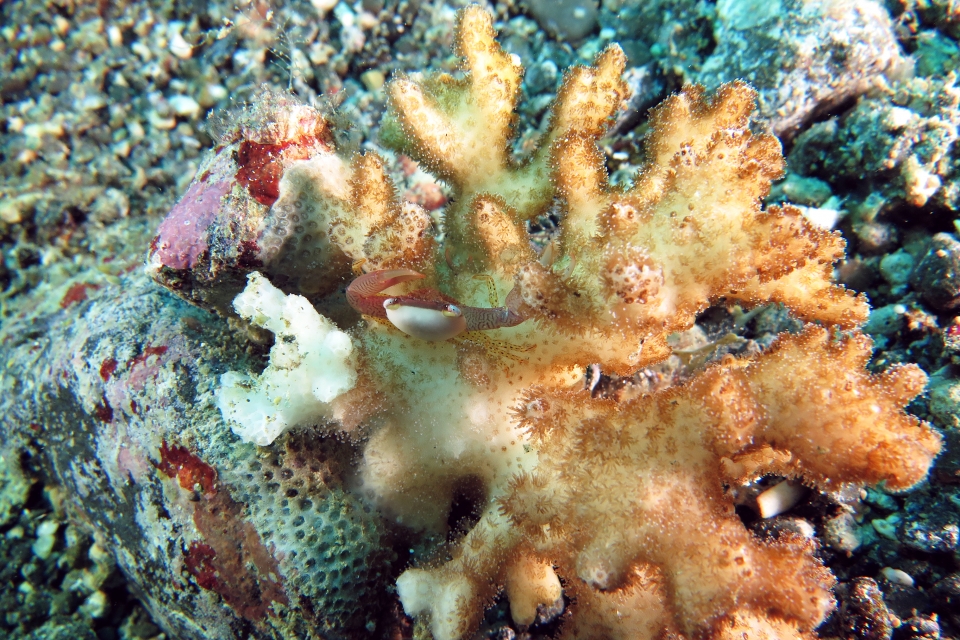 Trapezia guttata