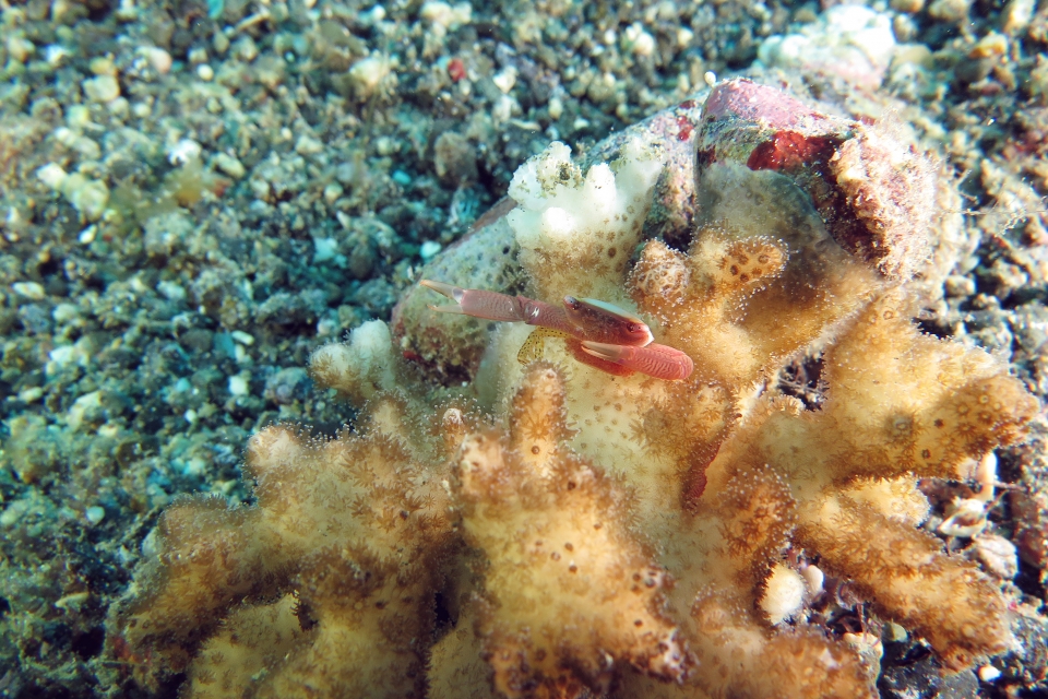 Trapezia guttata