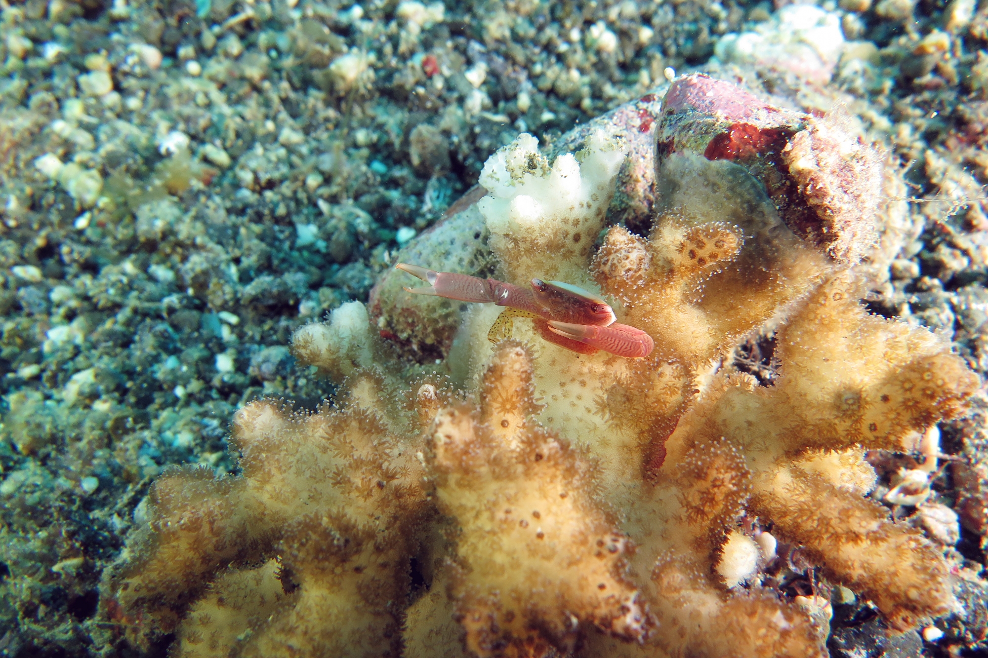 Trapezia guttata