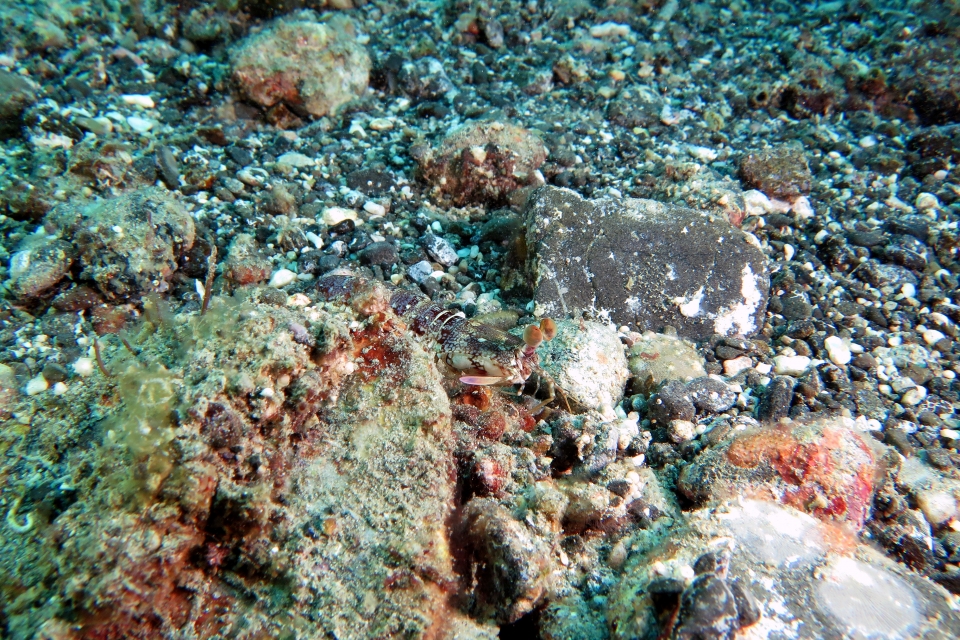 Odontodactylus brevirostris