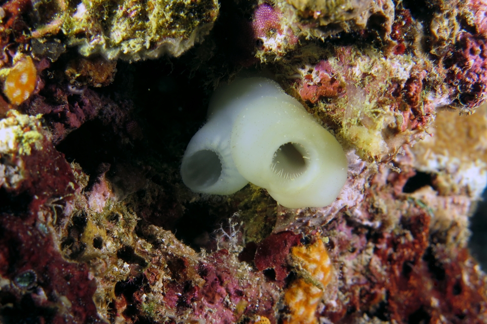 Phallusia sp