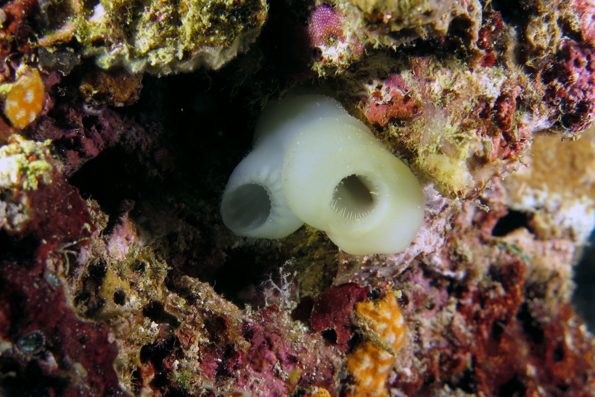 Phallusia sp