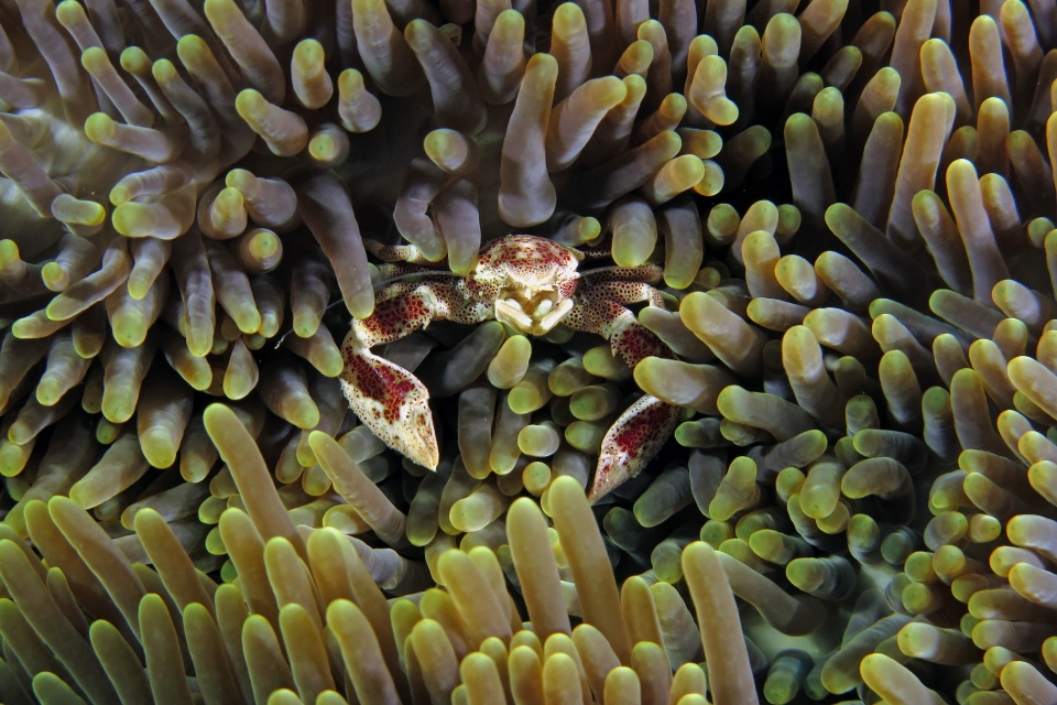 Neopetrolisthes ohshimai, Stichodactyla haddoni ou S. mertensii