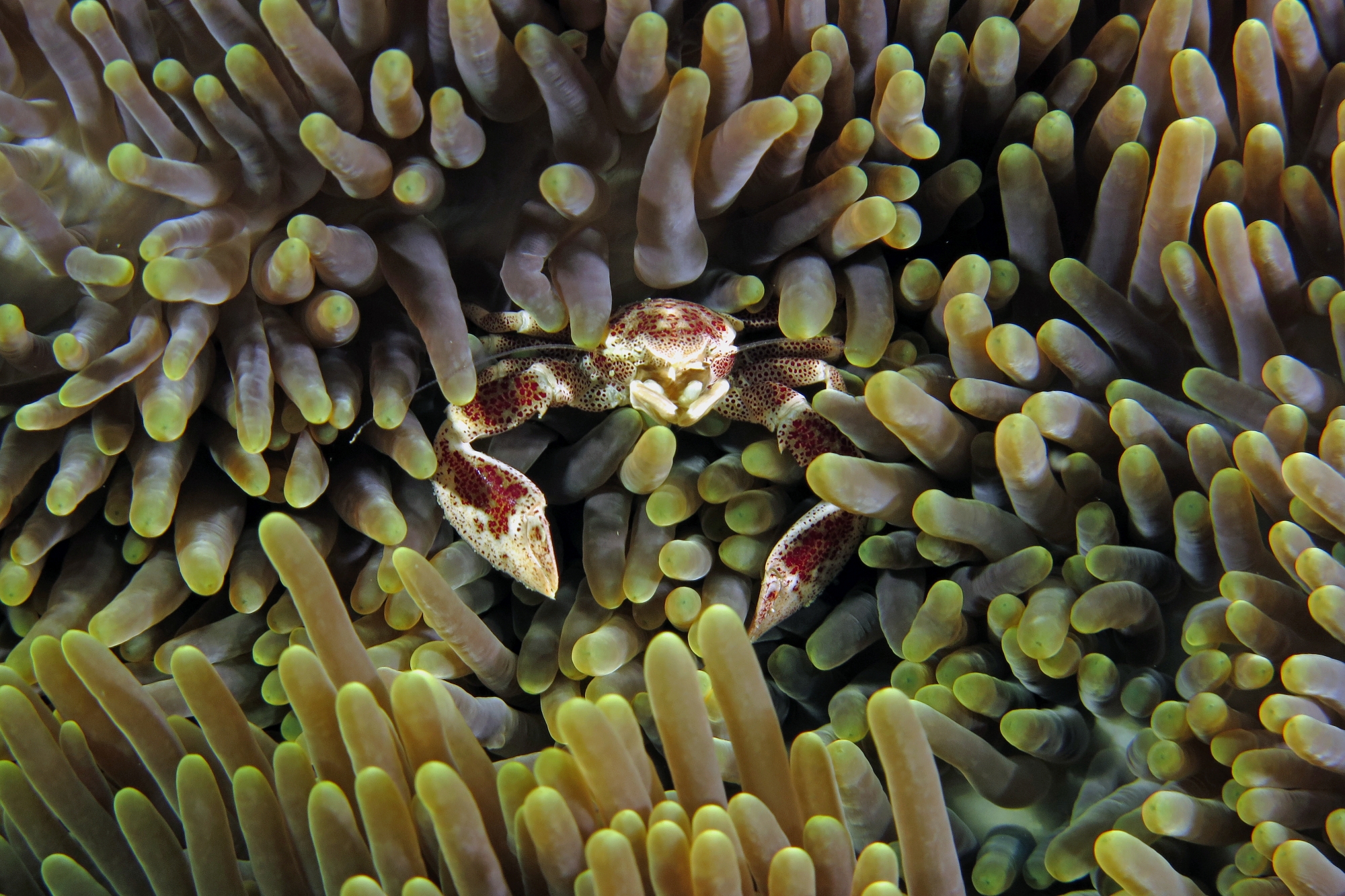 Neopetrolisthes ohshimai, Stichodactyla haddoni ou S. mertensii