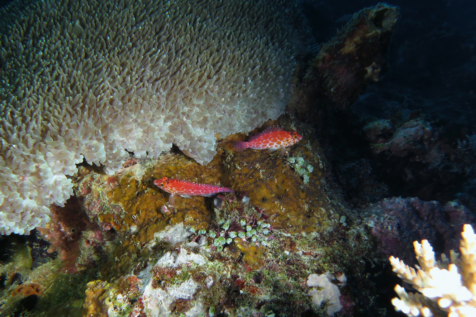Cirrhitichthys oxycephalus, Physogyra lichtensteini