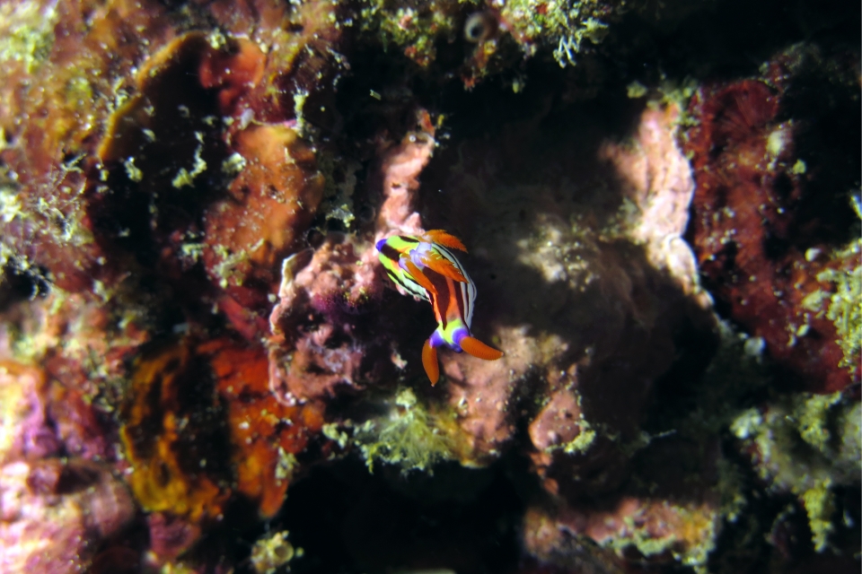 Nembrotha aurea