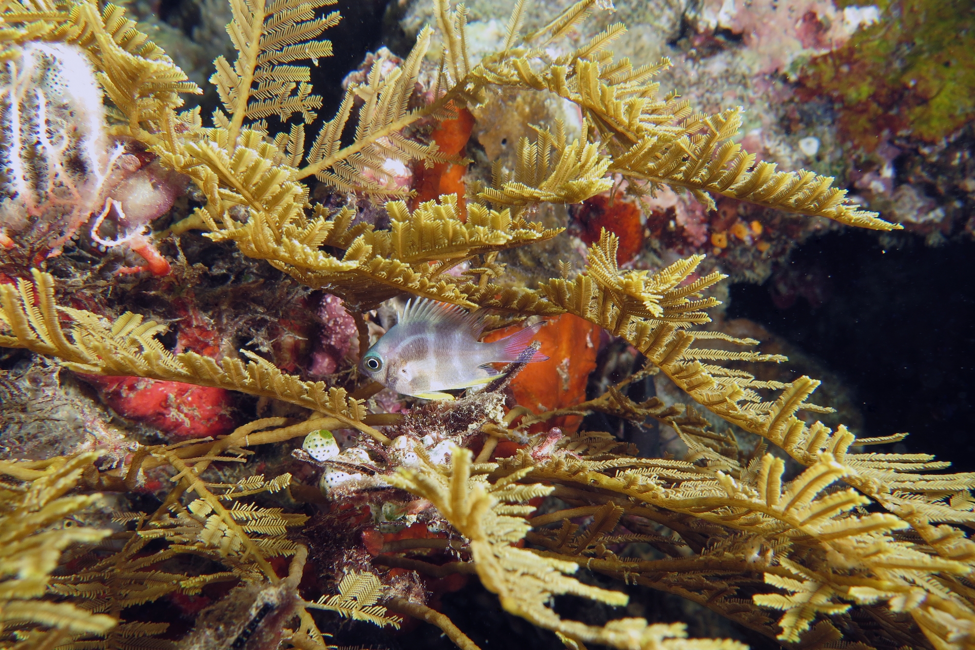 Amblyglyphidodon aureus, Aglaophenia cupressina