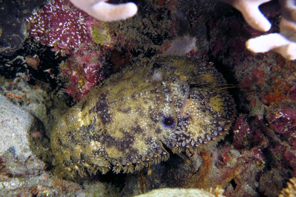 Parribacus antarcticus