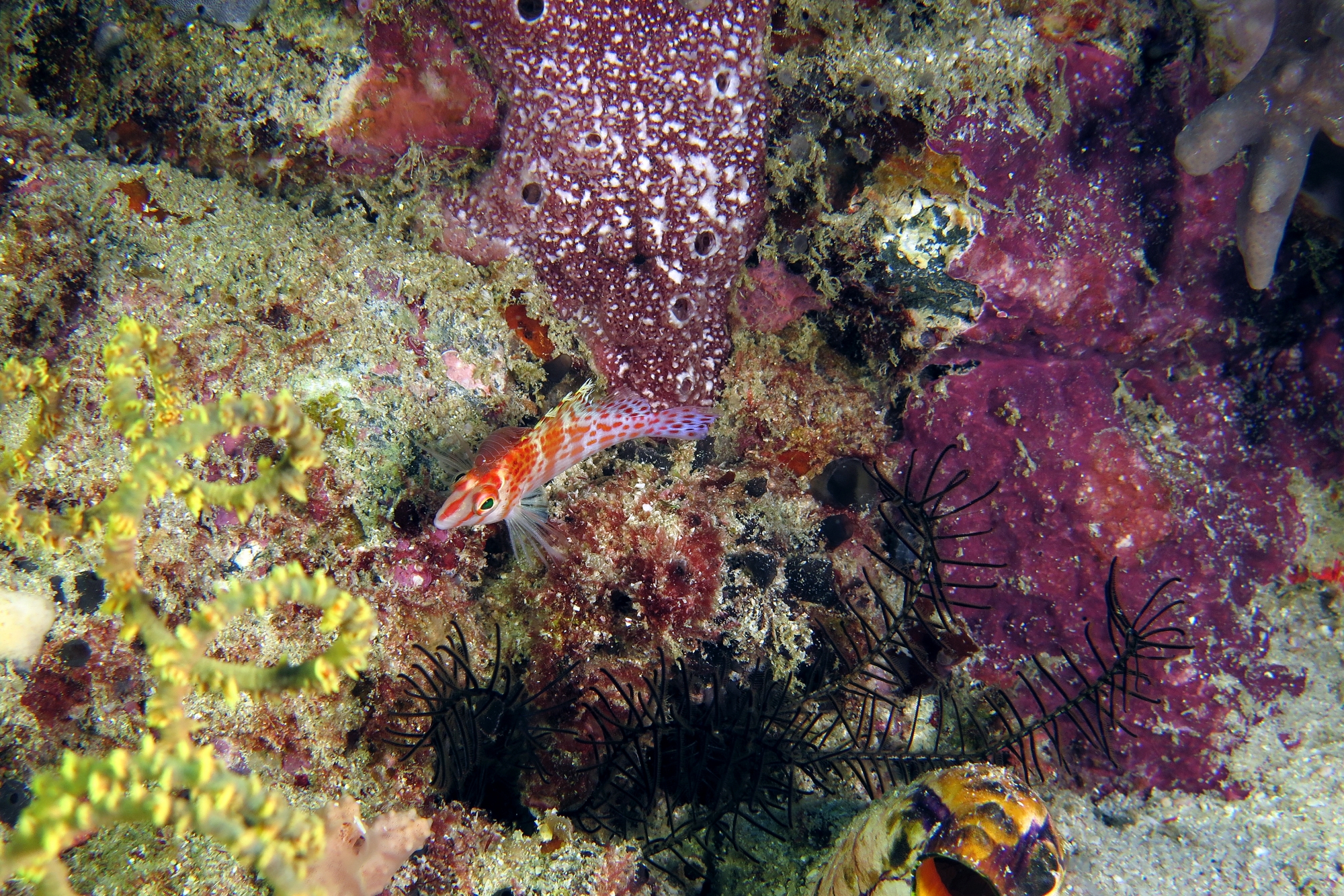 Cirrhitichthys falco, Cymothoa exigua, Ascidie sociale