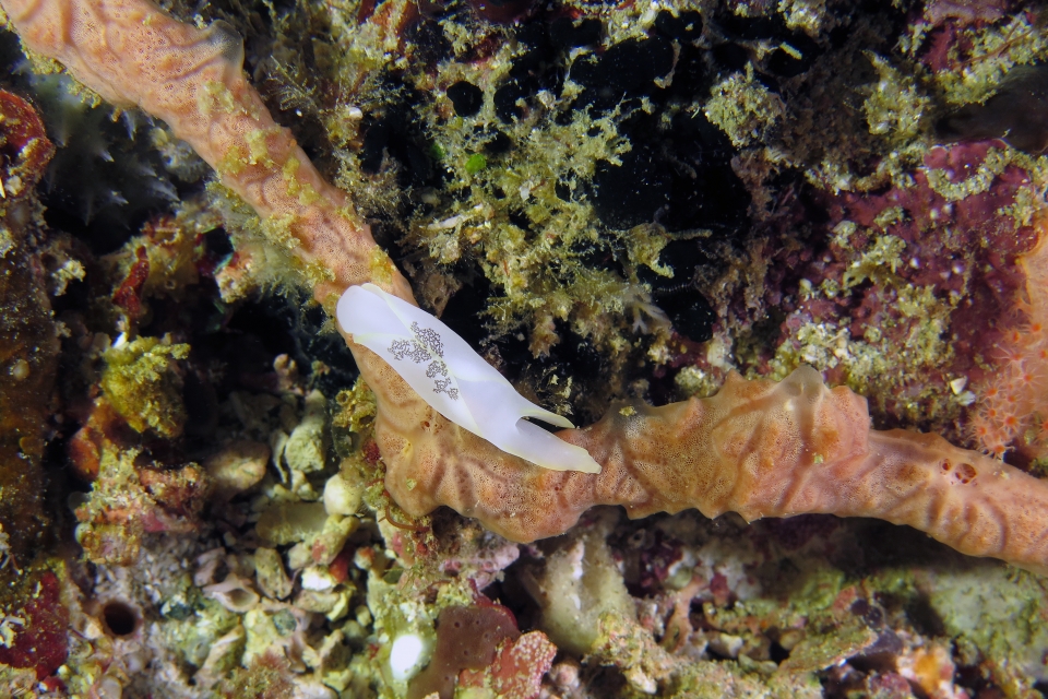 Chelidonura amoena