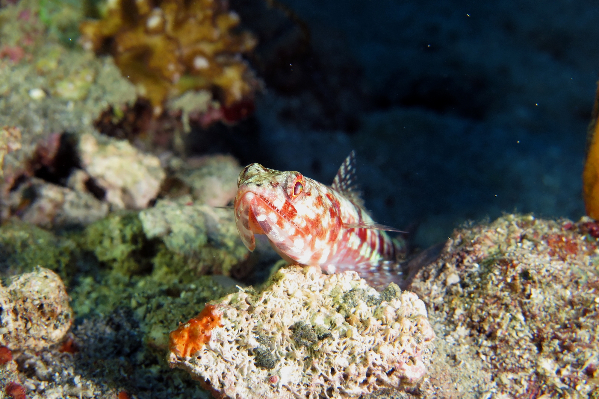 Synodus variegatus