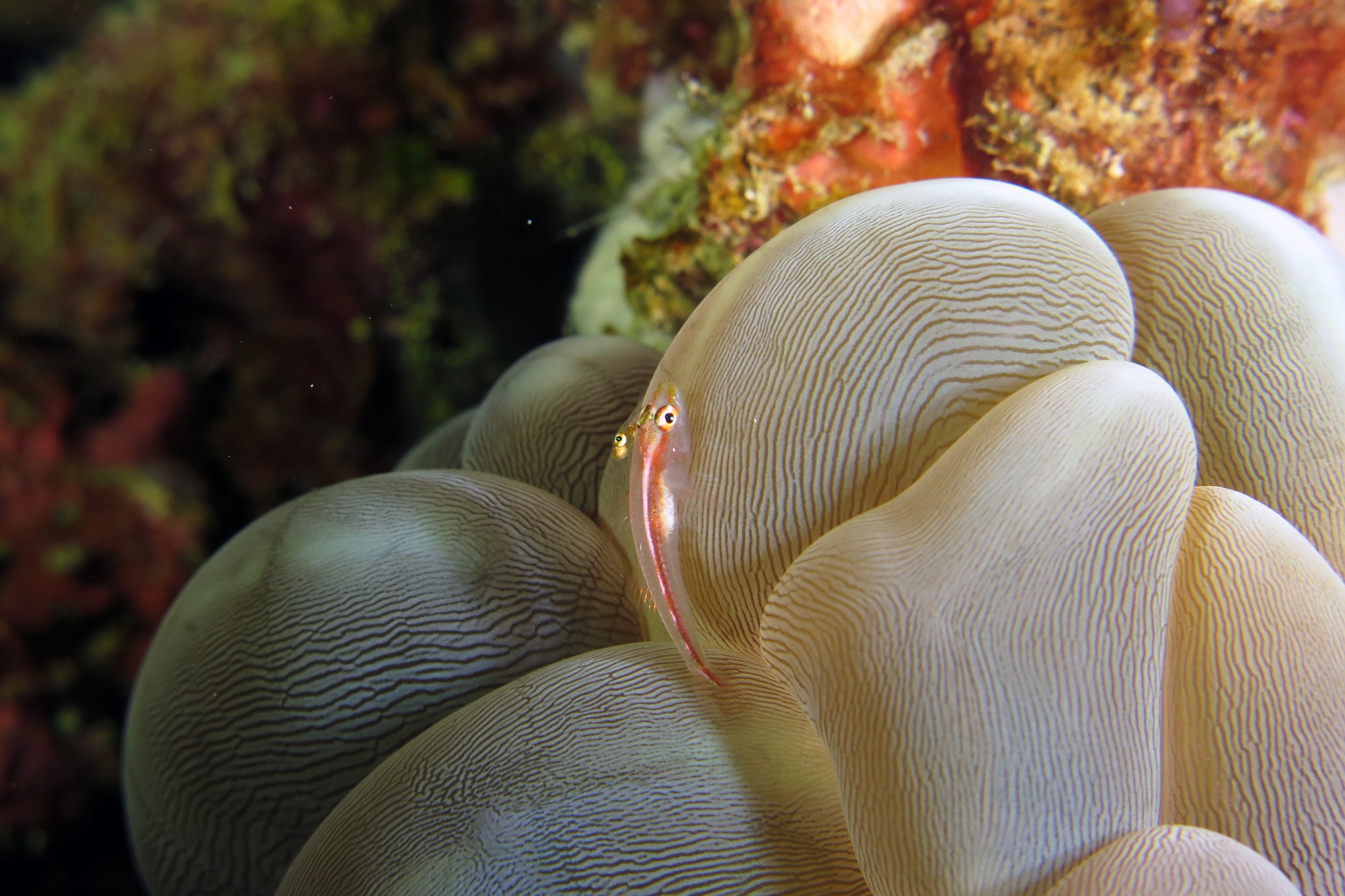 Pleurosicya micheli, Plerogyra sinuosa