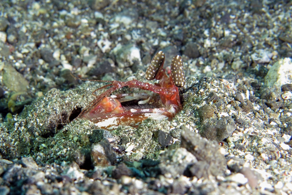 Lysiosquilla lisa
