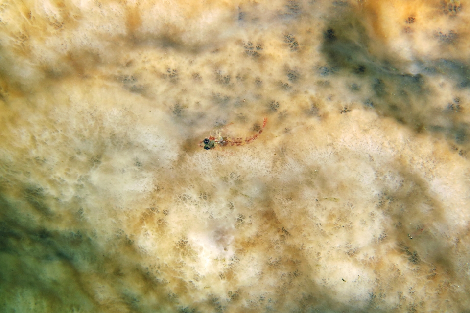 Enneapterygius nanus
