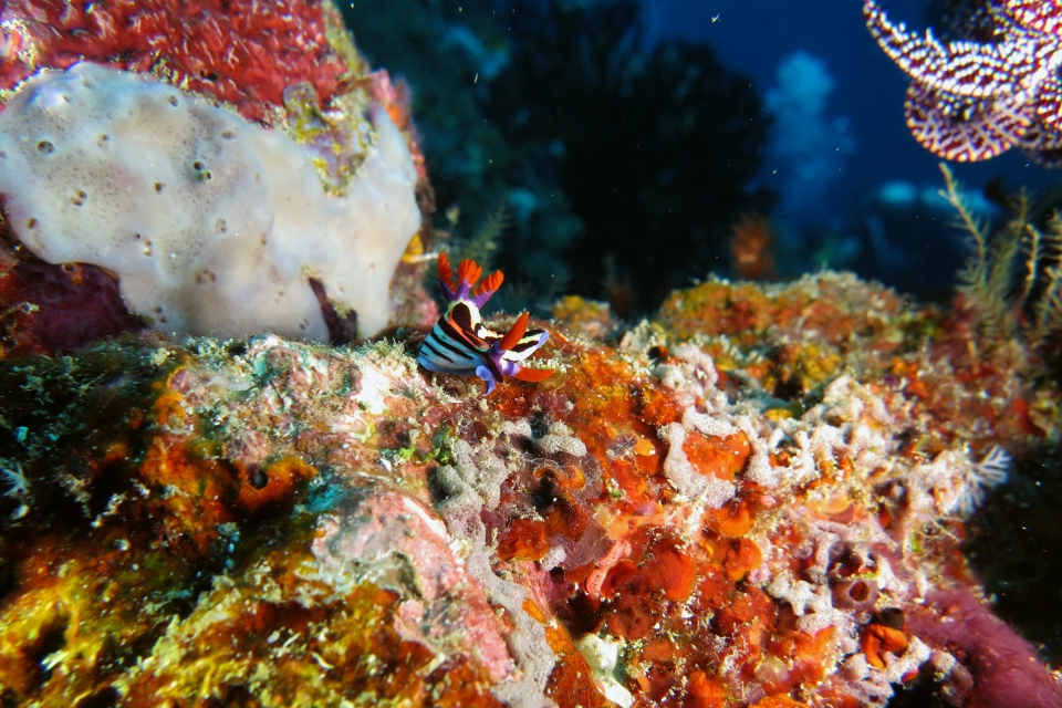 Nembrotha aurea