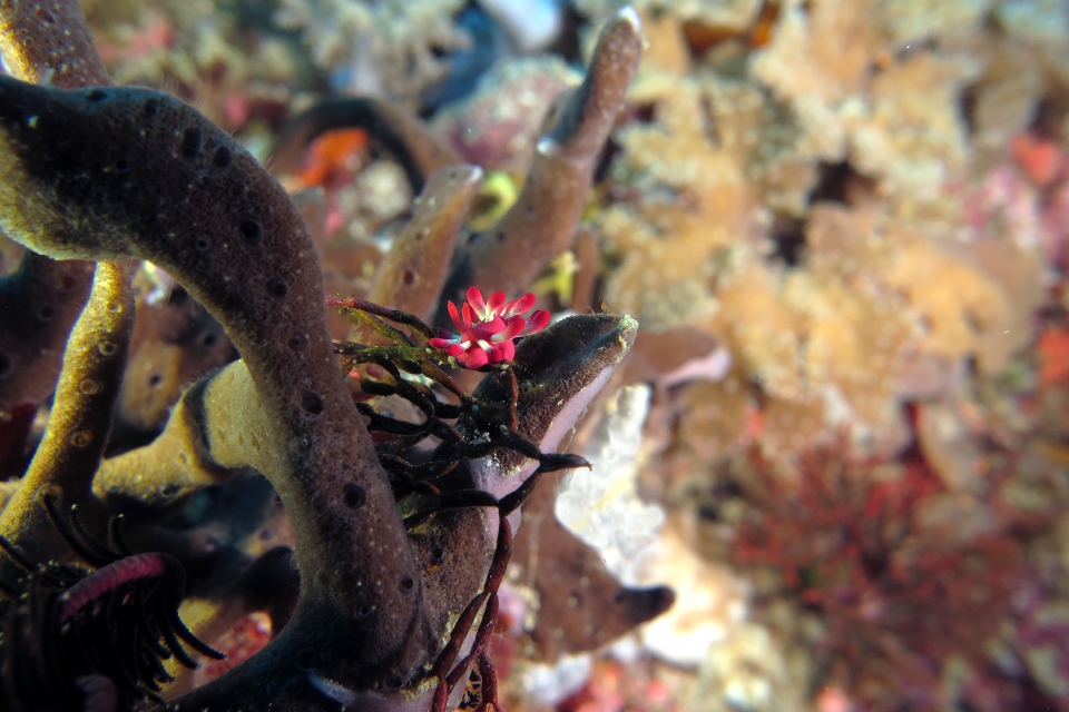 Okenia nakamotoensis, Tropidozoum cellariiforme