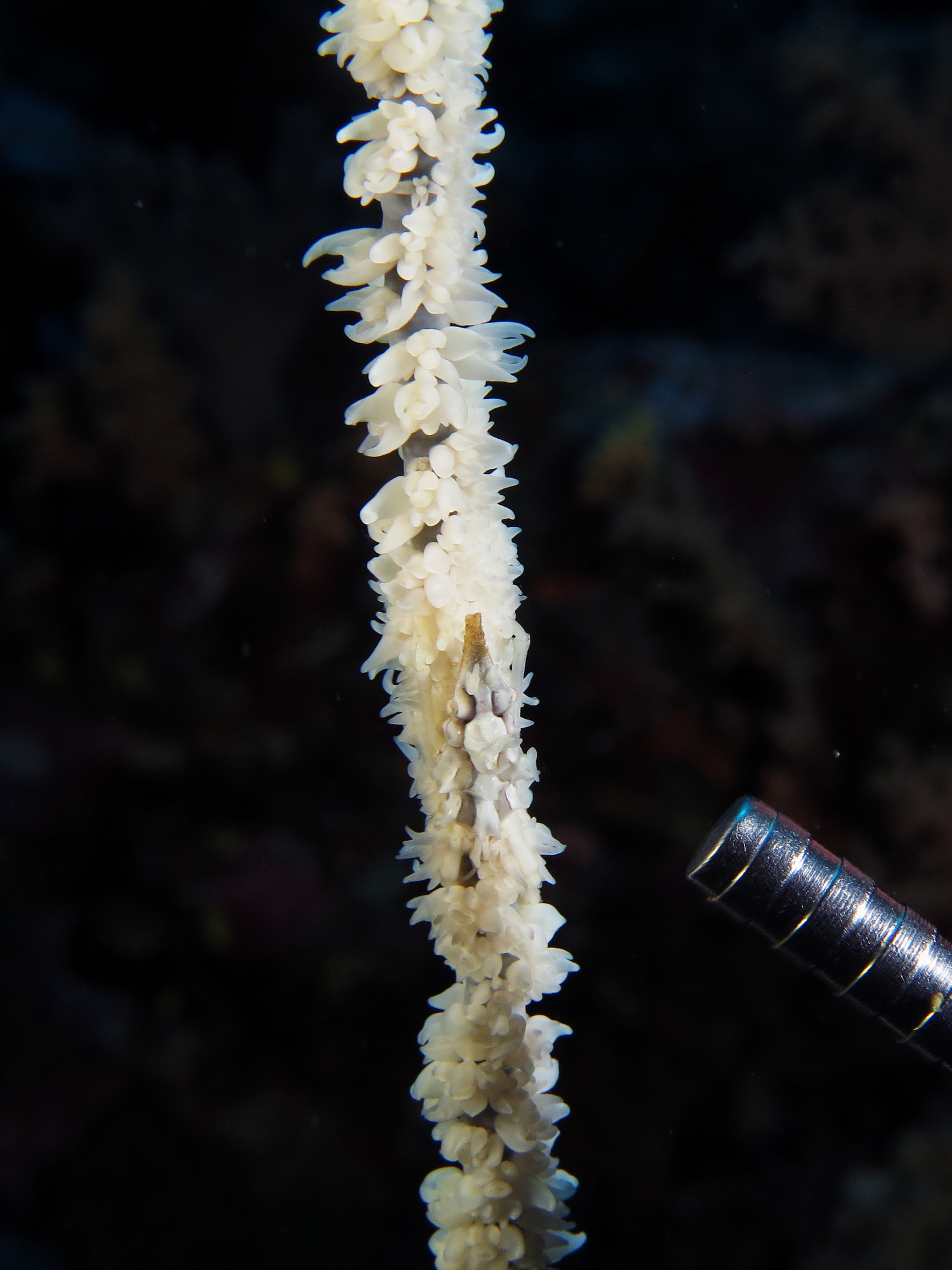 Xenocarcinus tuberculatus, Cirripathes sp