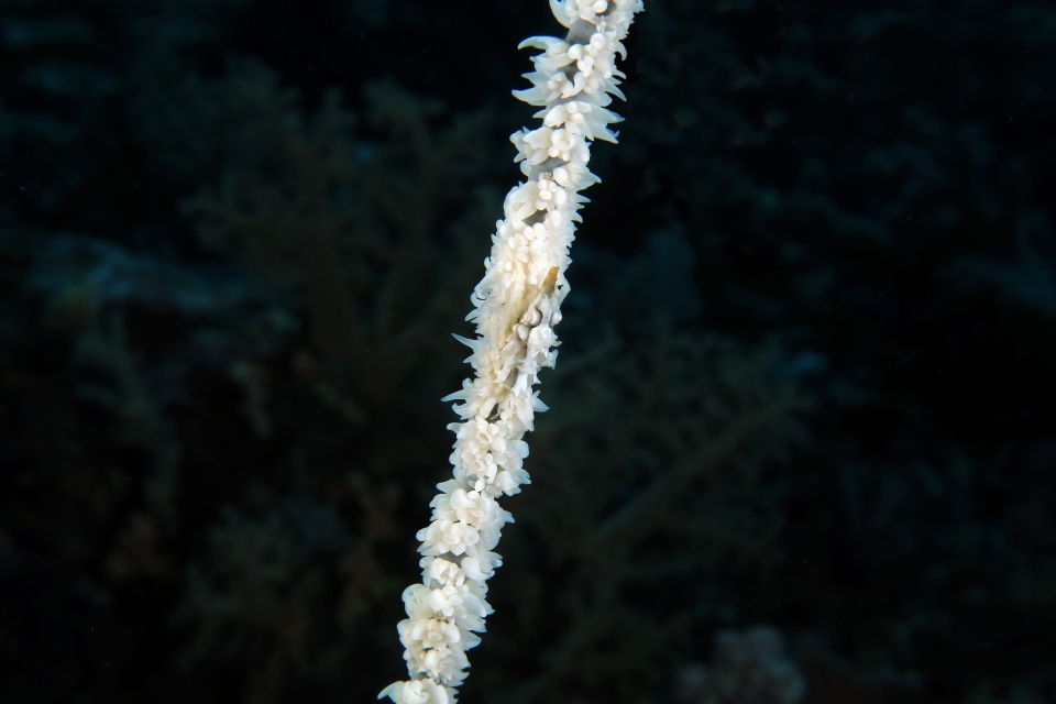 Xenocarcinus tuberculatus, Cirripathes sp