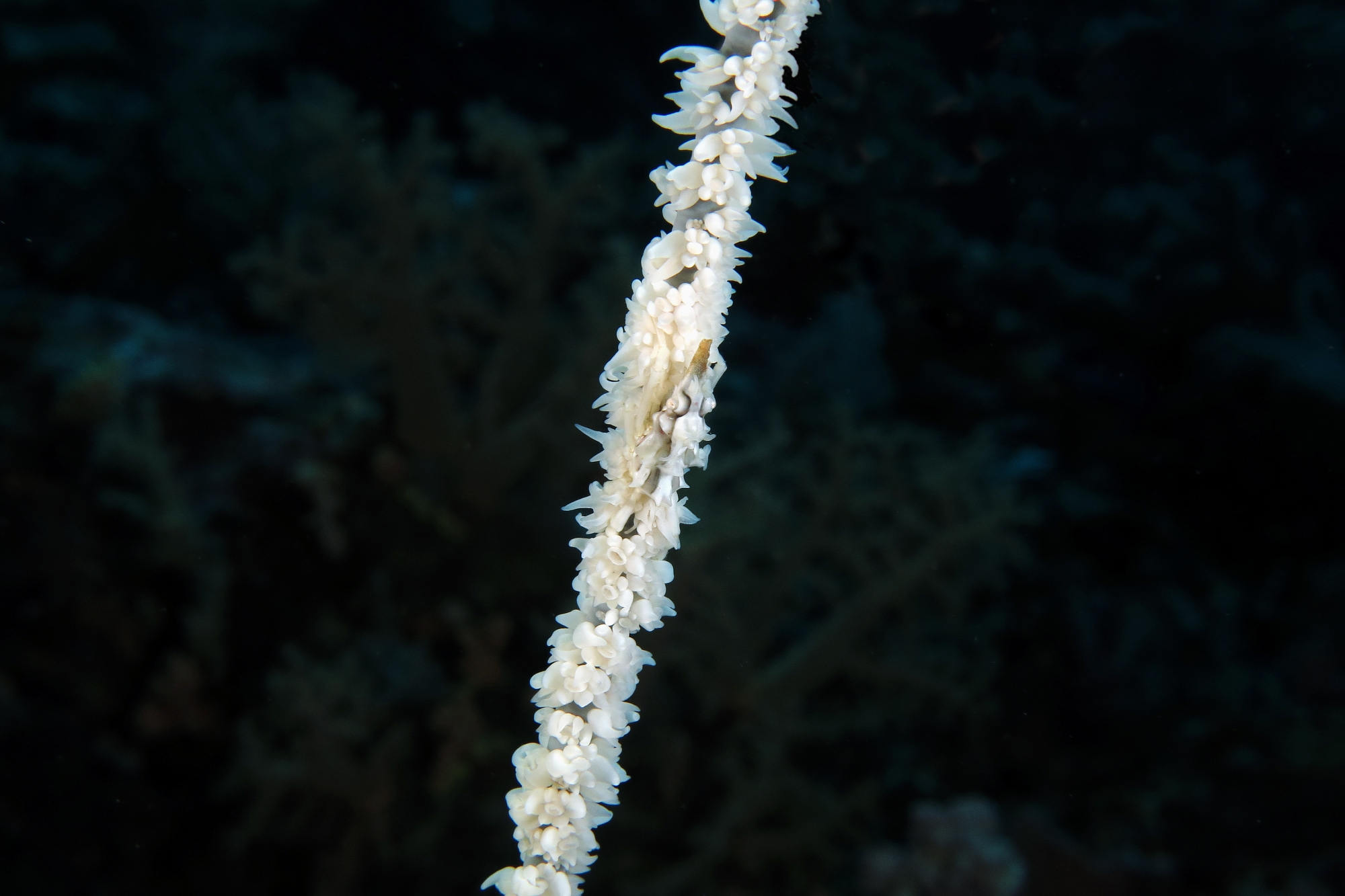 Xenocarcinus tuberculatus, Cirripathes sp
