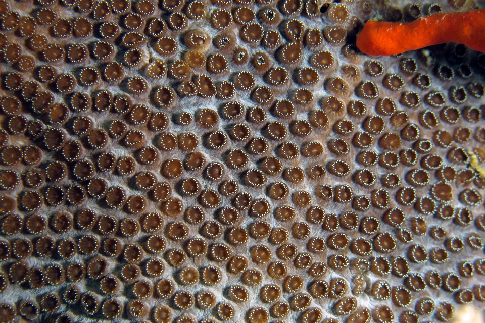Palythoa tuberculosa
