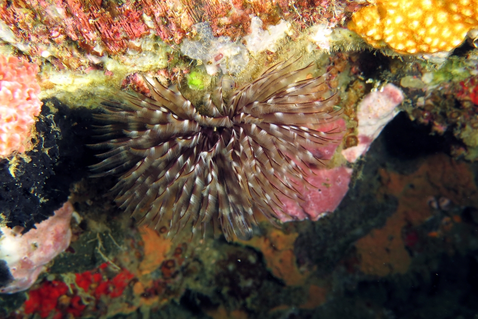 Sabellastarte sanctijosephi