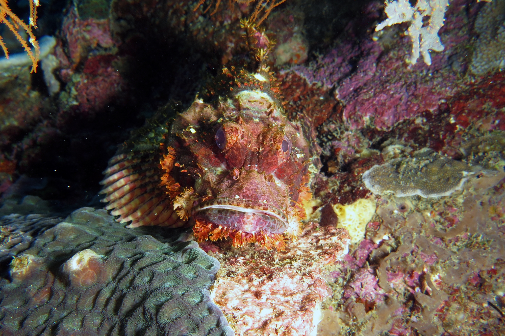 Scorpaenopsis oxycephala ou Scorpaenopsis venosa, Favites sp : Favites flexuosa ?