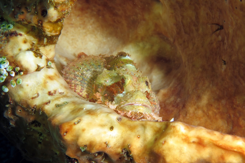 Scorpaenopsis oxycephala ou Scorpaenopsis venosa