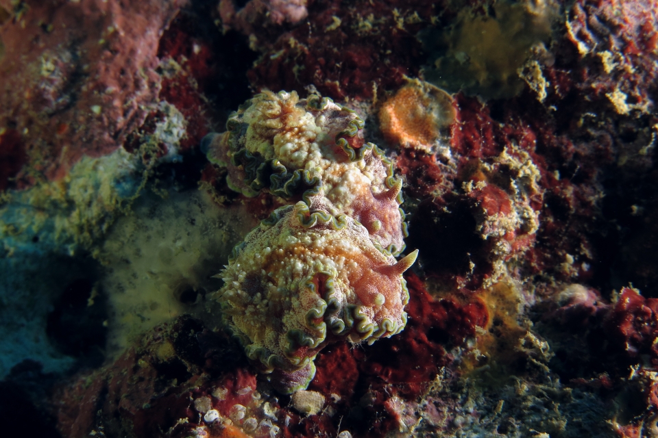 Glossodoris cincta