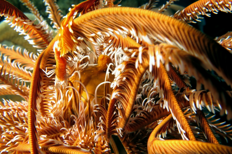 Laomenes amboinensis, Comatule