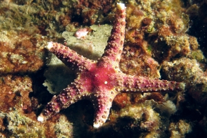 Neoferdina cumingi