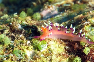 Coryphellina exoptata