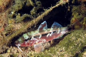 Parupeneus macronemus