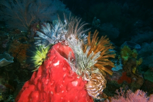 Comatules, Eponge tonneau