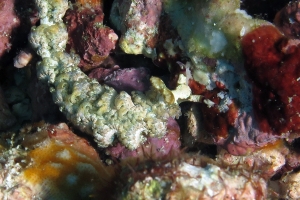Pteraeolidia semperi