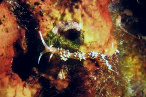 Caloria indica