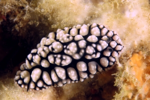 Phyllidiella pustulosa
