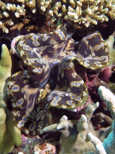 Tridacna sp.