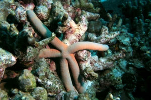 Linckia guildingi ou Linckia laevigata