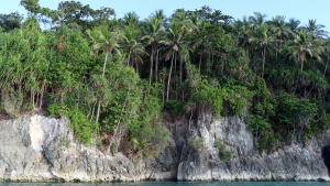 Littoral de Pulau Laigoma bordé de cocotiers accrochés par de nombreuses racines à la roche