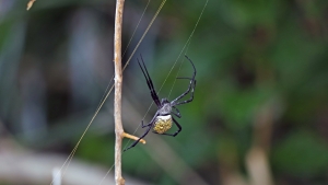 Argiope appensa
