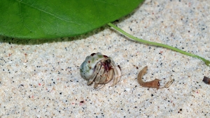 Coenobita rugosus