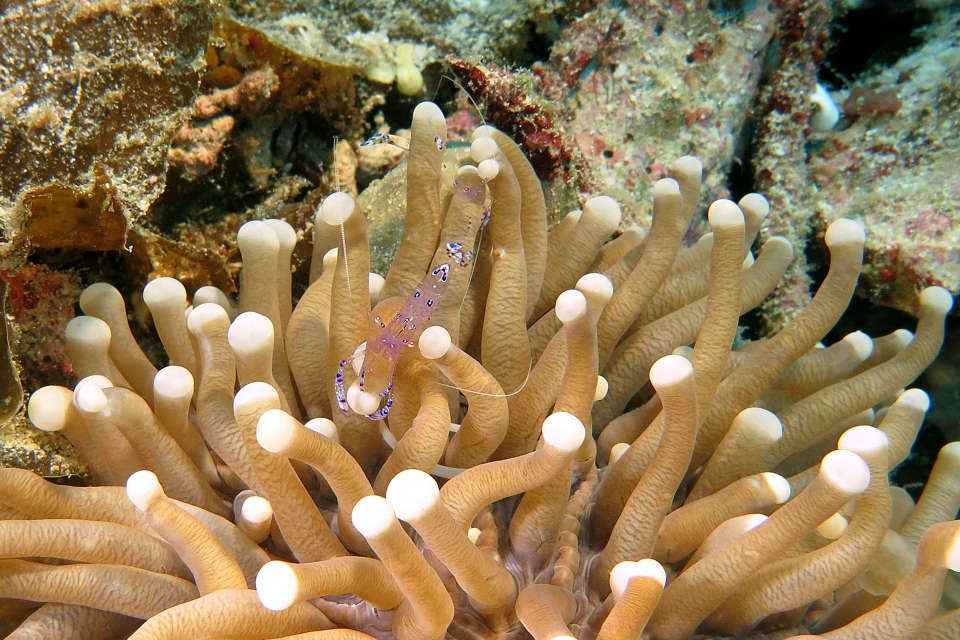 Ancylomenes sarasvati, Heliofungia actiniformis