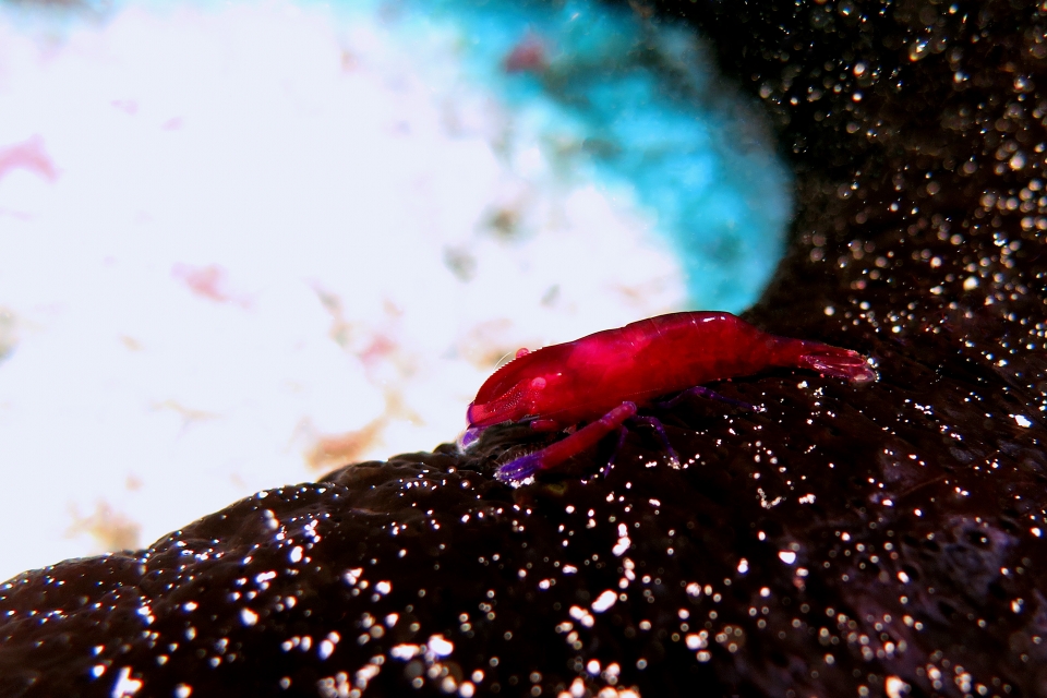 Zenopontonia rex